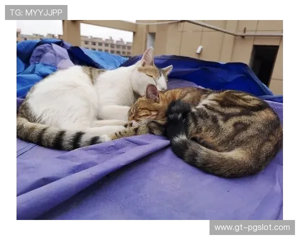 和对象一起畅玩手机小游戏,增进感情又娱乐,轻松享受二人世界的甜蜜时光 和对象一起畅玩手机小游戏,增进感情又娱乐,轻松享受二人世界的甜蜜时光